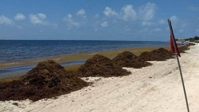 Caribe Mexicano se prepara para combatir el sargazo