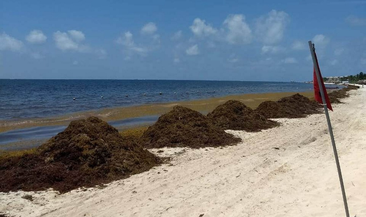 Ante la posibilidad de una nueva invasión de algas, se prevén varias acciones como monitoreo en tiempo real, contención en alta mar y recolección.