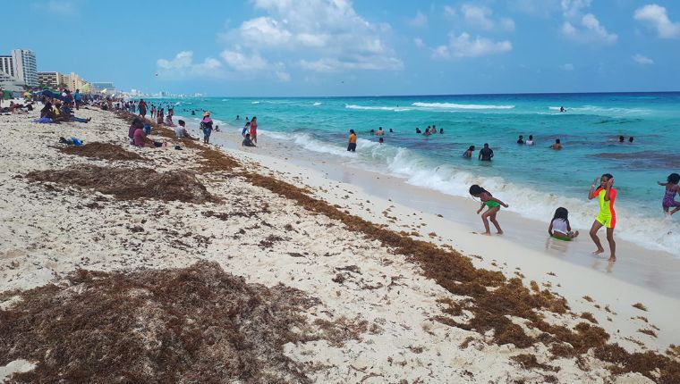 Disminuye sargazo en playas de Quintana Roo