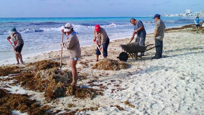 Arribo Sargazo intensifican limpieza playas Quintana Roo