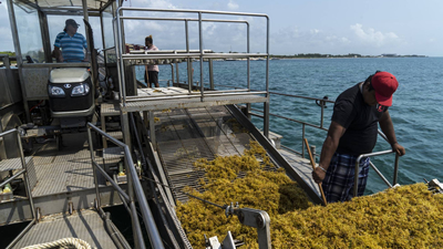 Ruffo recoge sargazo en las aguas de Puerto Morelos