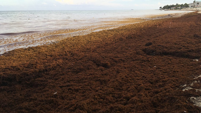 El sargazo en el Caribe mexicano