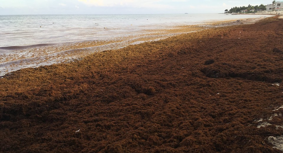 El sargazo en el Caribe mexicano