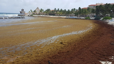 Sargazo e inseguridad podría generar despidos