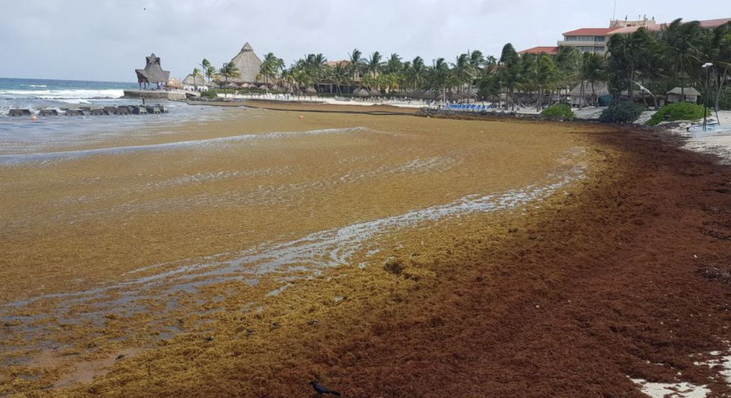 Sargazo e inseguridad podria generar despidos en Playa del Carmen