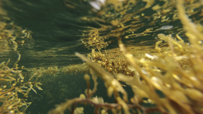Sargazo llega a costas del caribe mexicano
