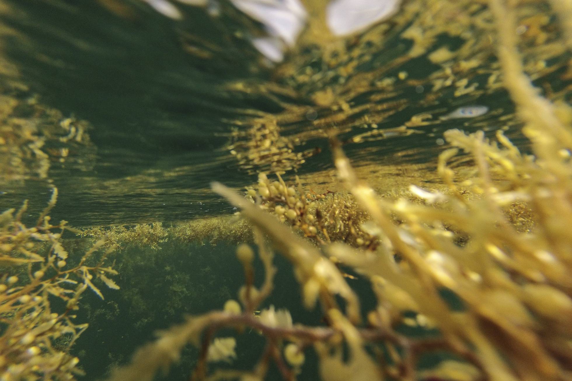 Sargazo llega a costas del caribe mexicano