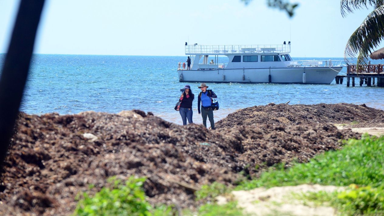 El arribo de la planta marina en la entidad, ha causado gastos tanto a gobierno, como a los hoteleros